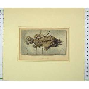   : C1830 Antique Print Fish Bones Lates Gracilis Agass: Home & Kitchen