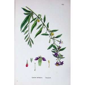   Botany Plants C1902 Tea Plant Lycium Barbarum Flowers: Home & Kitchen