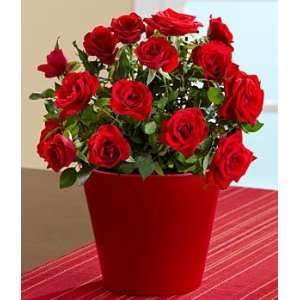 Passionate Potted Red Roses  Grocery & Gourmet Food