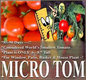 Tomato Seeds   MICRO TOM ~SMALLEST PLANT FOR INDOOR A++  