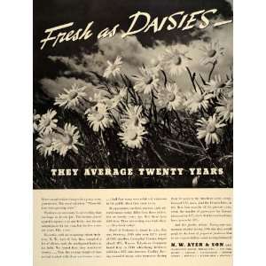   Ad N. W. Ayer & Son Advertising Agency Daisies   Original Print Ad