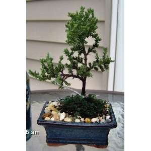  Japanese Juniper Bonsai Tree: Patio, Lawn & Garden