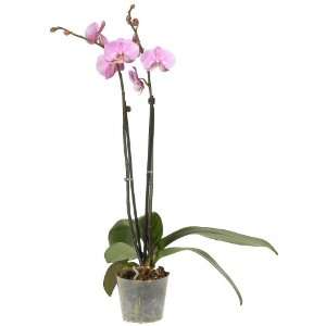  Ashcroft Gardens Phalaenopsis Orchid, Pink: Patio, Lawn 