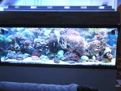 Ecosystem Aquarium Miracle Mud Marine 5 lbs. Live Coral FREE SHIPPING 