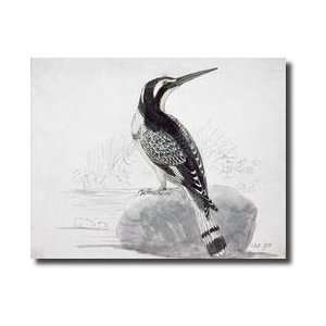  Black And White Kingfisher Giclee Print