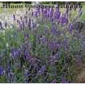   oz. Lavender~HERB~peace~happiness~Wicca~New Age~Witch: Everything Else