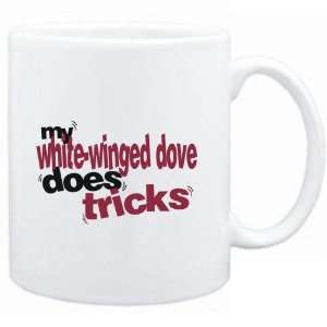   White  My White Winged Dove does tricks  Animals: Sports & Outdoors