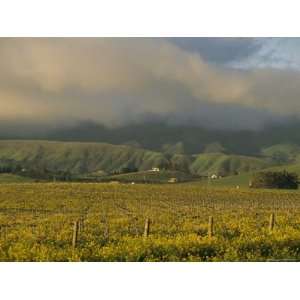  Vineyards in Late February, Edna Valley, California 
