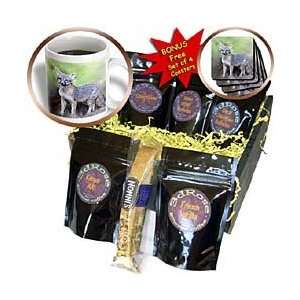 Wild animals   Gray Fox   Coffee Gift Baskets   Coffee Gift Basket 