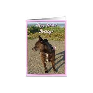  Happy Belated Birthday Chocolate Chihuahua Card Health 