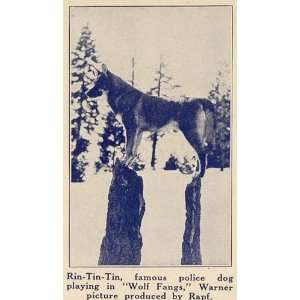 1923 Print Rin Tin Tin German Shepherd Canine Film Dog 