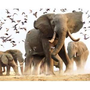  Elephants Bloom African Savannah Animal Poster 16 x 20 