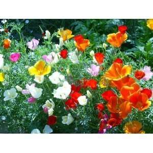  500+ Mixed California Poppy Seeds: Patio, Lawn & Garden