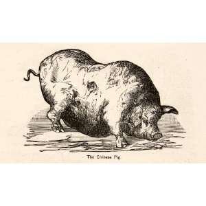  1898 Wood Engraving Chinese Pig Animal Carry Fire Pit Cook Eat 