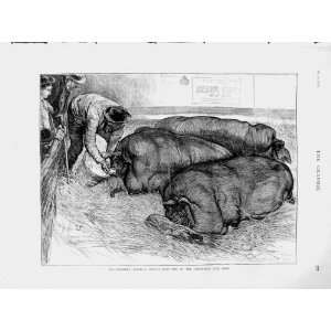   1873 Smithfield Club Show Animals Pigs Man Pen Print