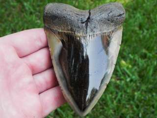 MEGALODON shark tooth teeth fossil NICE CENTER POLISH  