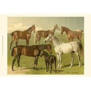  Horse Breeds I   Poster by Emil Volkers (19x13)