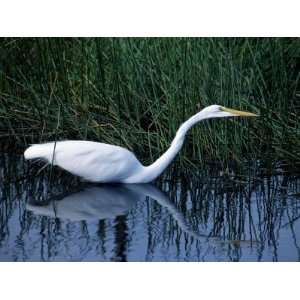  Great Egret in Marsh Water, Everglades National Park, Florida 