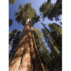  California, Sequoia National Park, General Sherman Tree 