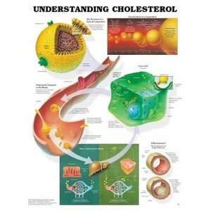  Understanding Cholesterol Anatomy Paper Chart/Poster 