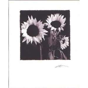   Two Sunflowers   Artist Angelos Zimaras   Poster Size 16 X 20 inches