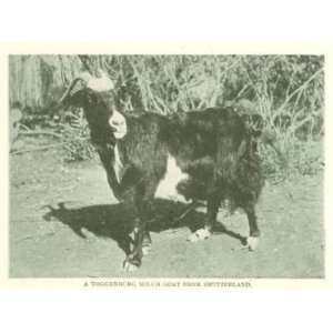  1907 Raising Goats Angoras Toggenburg Milch Goat 