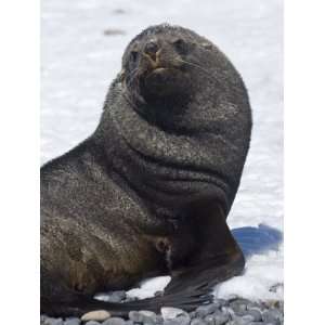  Fur Seal at Brown Bluff, Antarctic Peninsula, Antarctica 