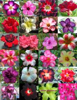 Adenium Obesum identified by color 500 Seeds 24 Type  