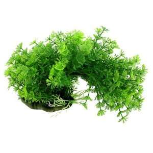   Green Snowflake Shaped Leaf Arch Plant Aquascaping