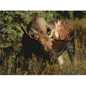  Close View of a Moose Grazing in Denali National Park 