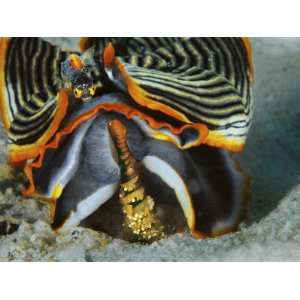 blenny perches on an armina nudibranch attacking a sea pen Stretched 
