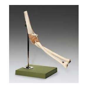 Elbow Bone Joint Fully Functional Anatomical Model SSM:  