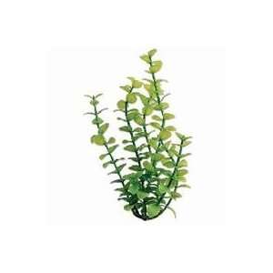  6 PACK BACOPA AQUARIUM PLANT, Color: GREEN; Size: 9 INCHES 