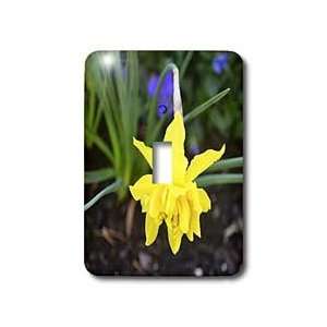 WhiteOak Photography Daffodils   Fancy Daffodil   Light Switch Covers 