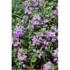  Chinese Houses Collinsia Unique Blooms 25 Seeds Thats 25 