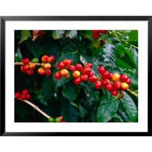 The Red Coffee Cherry, Arabica Typica, Honaunau, Hawaii (Big Island 