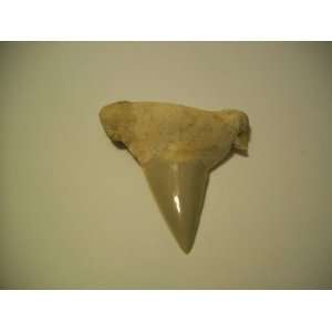  2.5 Sharks Tooth Fossil 