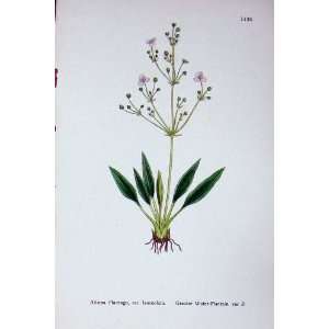  Sowerby Plants C1902 Greater Water Plantain Alisma
