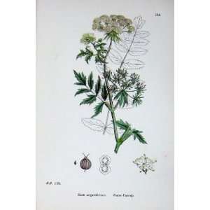  Botany Plants C1902 Water Parsnip Sium Angustifolium: Home 