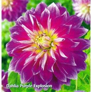  Purple Explosion Dinnerplate Dahlia 1 Tuber Patio, Lawn & Garden