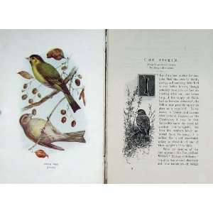  1901 Swaysland Wild Birds Siskin Finch Colour Print: Home 