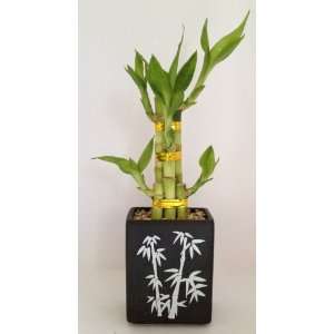   Bamboo Arrangement in Black Rectangle Style Ceramic Vase with Bamboo