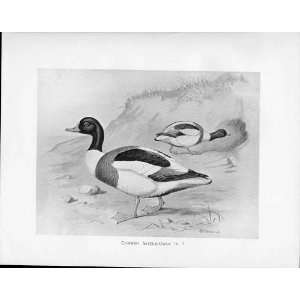   Birds Frohawk Drawings Antique Print Common Sheld Duck