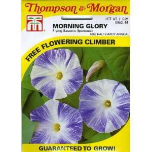  Thompson & Morgan 6359 Morning GloryTricolour Flying 