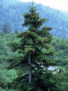 100 JEZO SPRUCE TREE SEEDS  Picea Jezoensis BONSAI Evergreen  