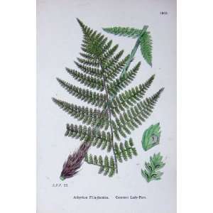   Botany Plants C1902 Common Lady Fern Athyrium Colour