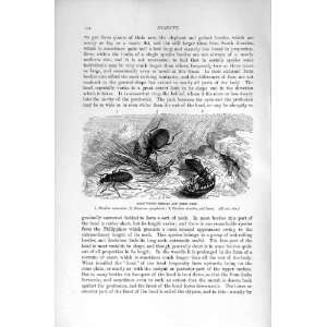   NATURAL HISTORY 1896 CARNIVOROUS BEETLES LARVA INSECTS