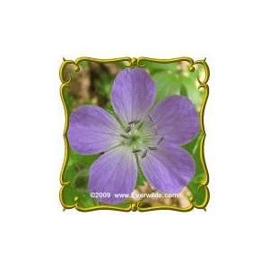  Wild Geranium (Geranium maculatum) Jumbo Wildflower Seed 