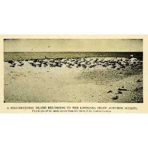  1909 Print Bird Island Klamath Oregon Louisiana Audubon 