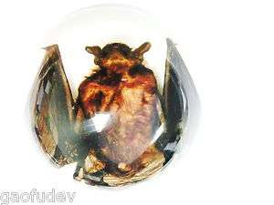   cm Dome Paperweight (White bottom)   Bat (Common Pipistrelle)  